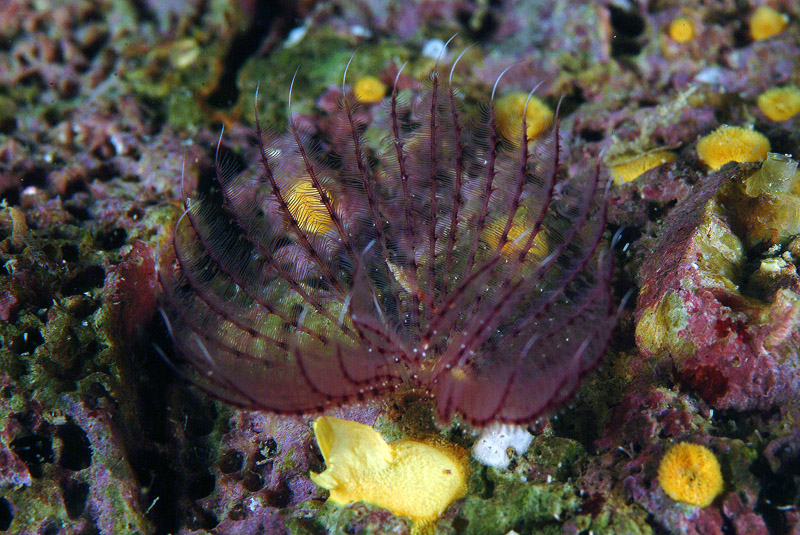 Polichete sp